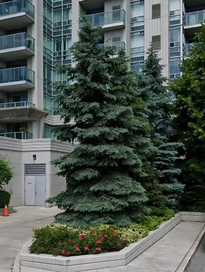 1 bedroom +1 den(can be used as 2nd bedroom) condo suite renting