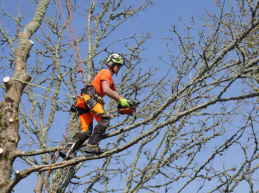 PROFESSIONAL TREE REMOVAL SERVICE 289-222-8733 in Lawn, Tree Maintenance & Eavestrough in Mississauga / Peel Region