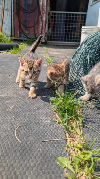 5 kittens, very affectionate friendly sociable, they follow us everywhere, used to chickens, donkeys...