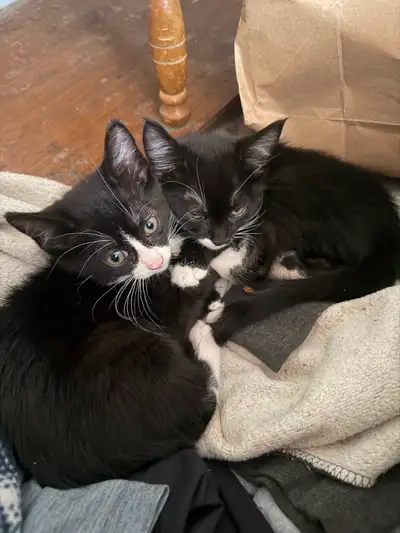***1 kittens for rehoming asap ***, View more