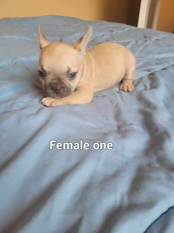 French BullDogs in Dogs & Puppies for Rehoming in Owen Sound - Image 2