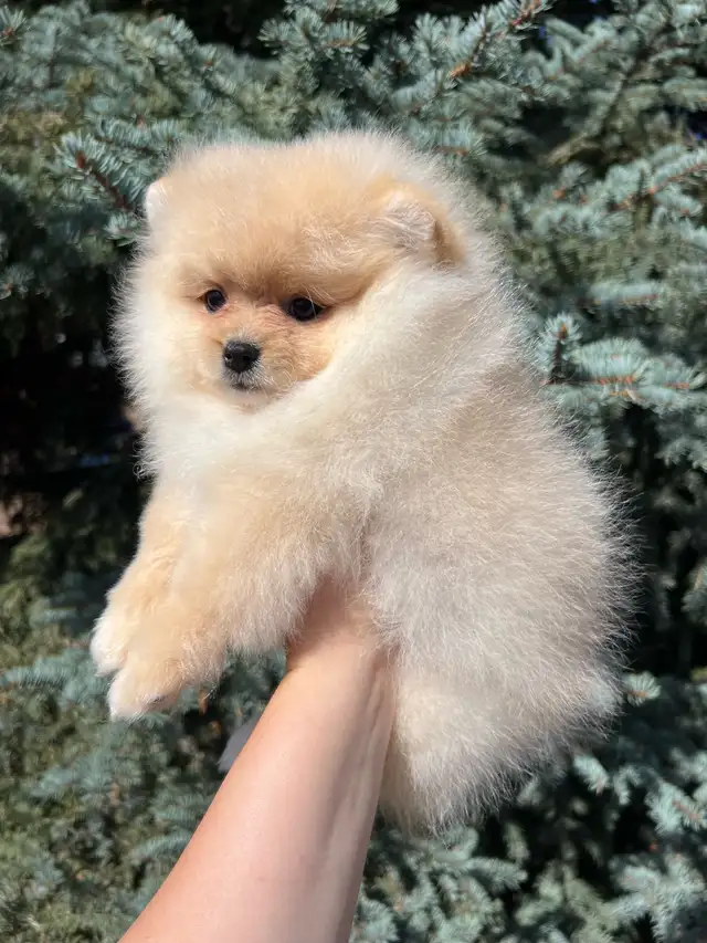 Adorable Cream Pomeranian Girl in Dogs & Puppies for Rehoming in Vernon - Image 4