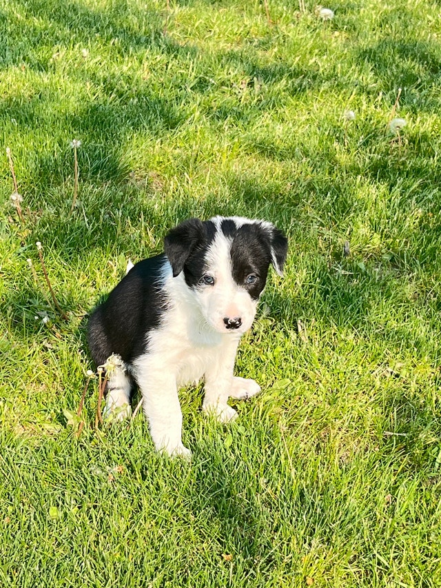 Purebred Border Collies Dogs & Puppies for Rehoming ChathamKent