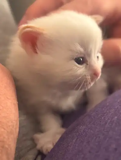 Purebred Ragdoll kitten. Female and male. They’re adorable, cuddly cats. They will be ready for reho...
