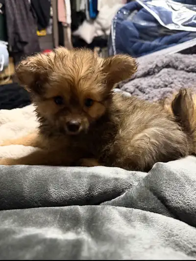 Pomeranian puppies, View more