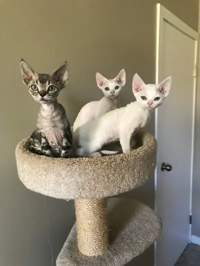 Devon Rex kittens, View more