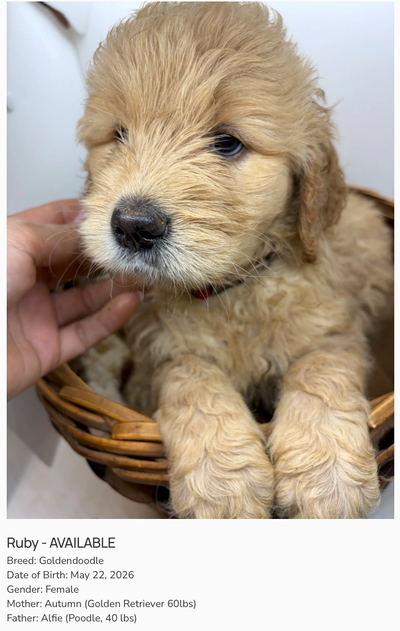 We have a few puppies available ready to go home in July! At Red Dog, our puppies are raised with lo...