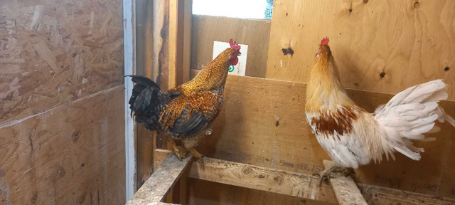 Coq poule dans Animaux de ferme  à Ville de Montréal - Image 2