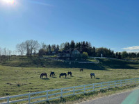 Pasture Horse Boarding - Within City Limits