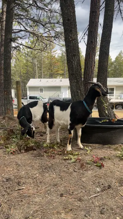 ISO goat !, View more