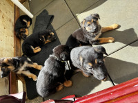 German shepherd puppies 