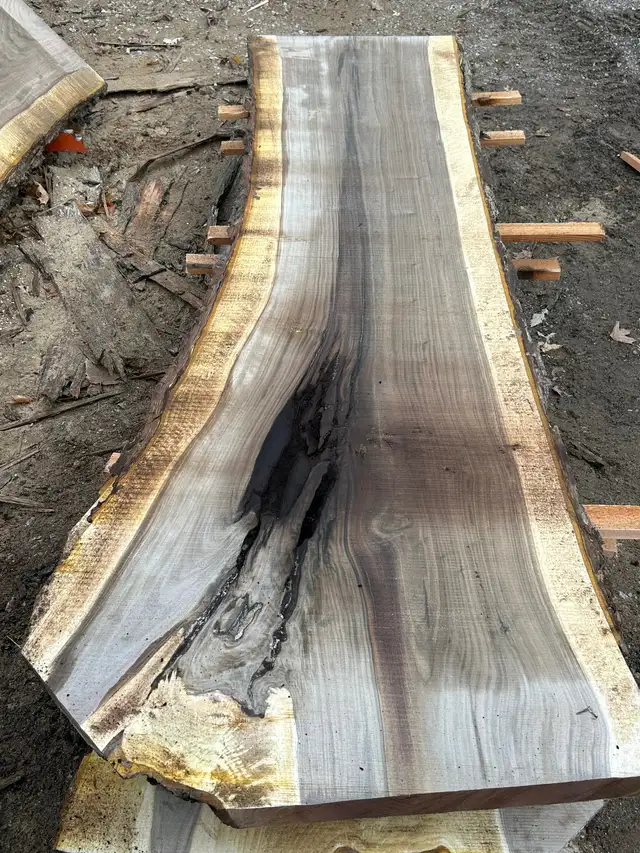 Black walnut in Other in Oakville / Halton Region - Image 2