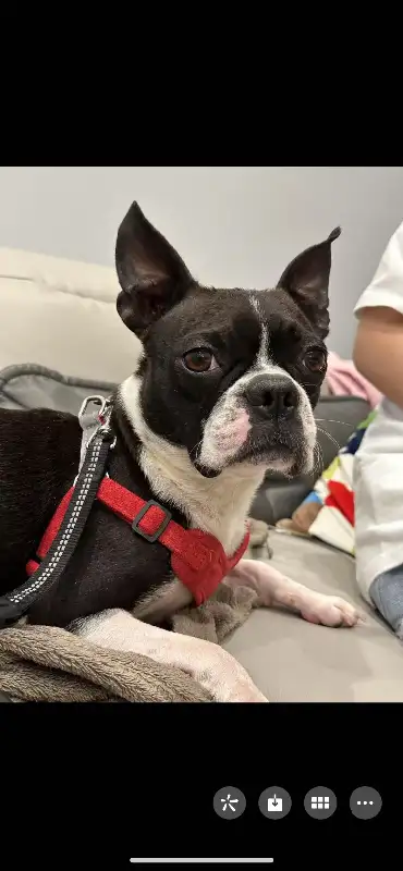 Boston Terrier puppies ready to go in Dogs & Puppies for Rehoming in City of Toronto - Image 6