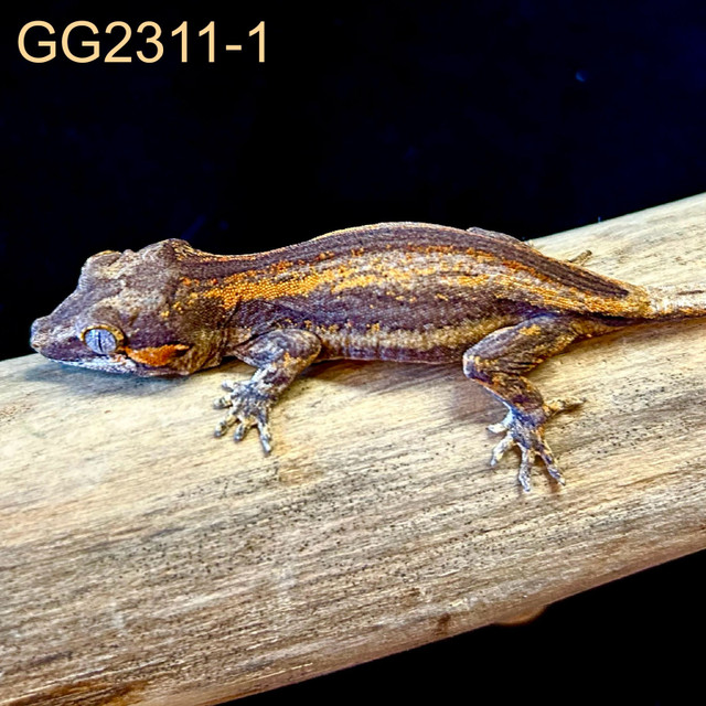 GG2311-1 Gargoyle Gecko in Reptiles & Amphibians for Rehoming in Edmonton - Image 3