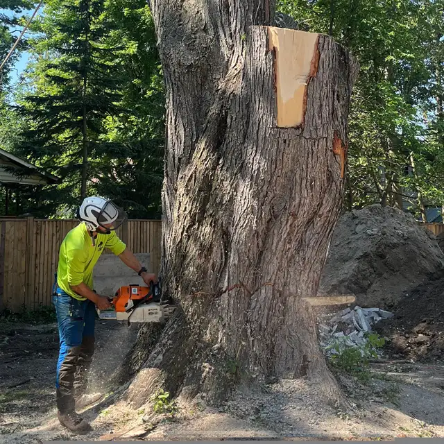 Tree Removal64700581857538124