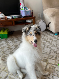 Pure bred rough collie 