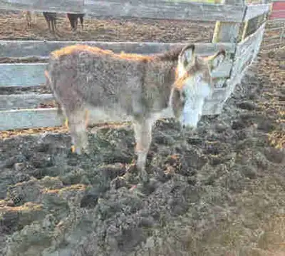 Donkeys (Jacks), View more