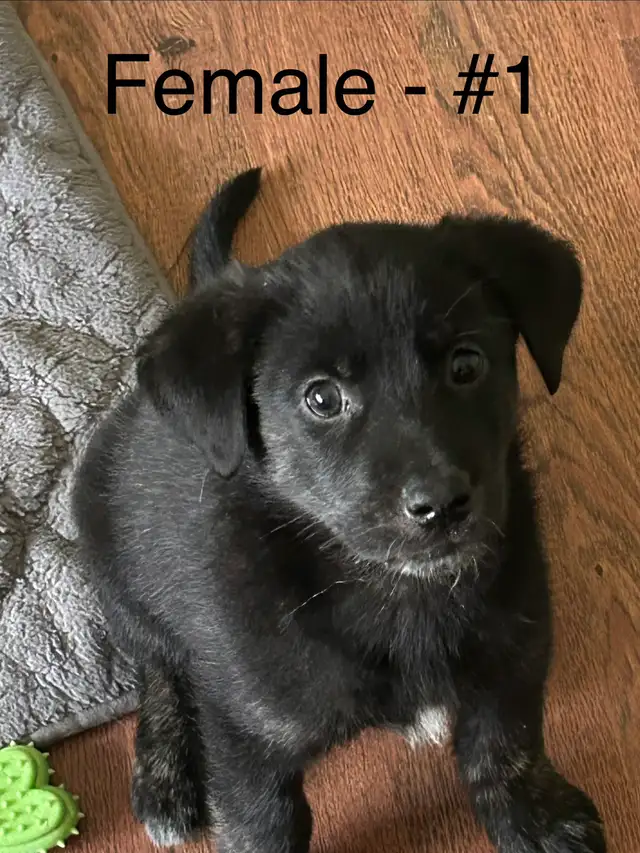 Adorable Husky / Bernese Puppies in Dogs & Puppies for Rehoming in Owen Sound - Image 3