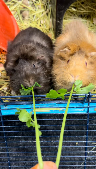 Guinea Pigs for rehoming 