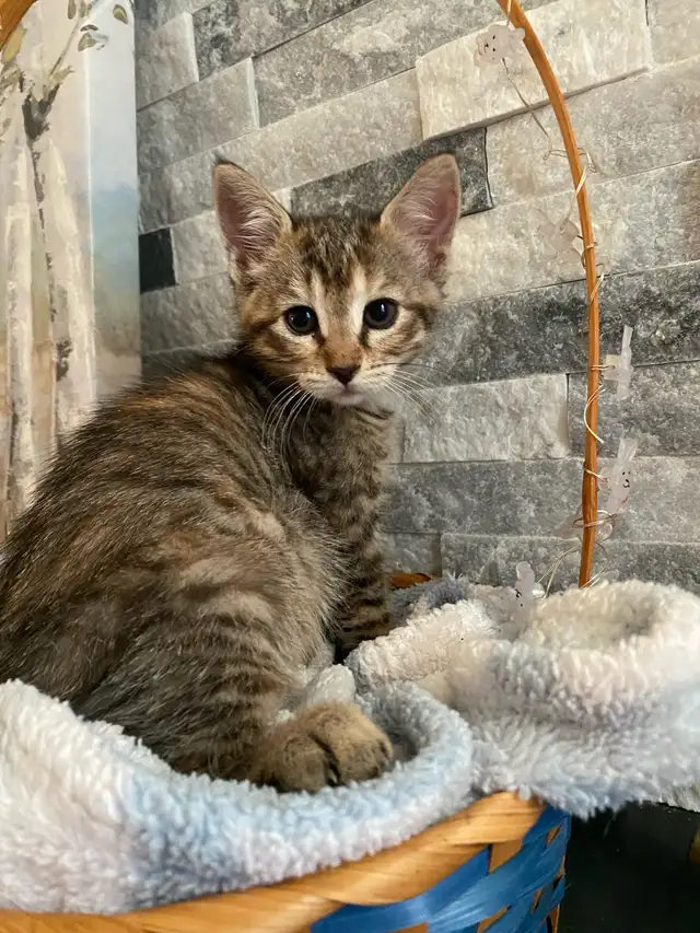 kittens for sale  in Cats & Kittens for Rehoming in St. Catharines - Image 4