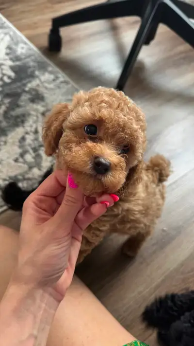 Toy poodle, View more