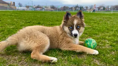 Do you want a cute and intelligent family member? This is cookie! She is a very cute and tender hear...
