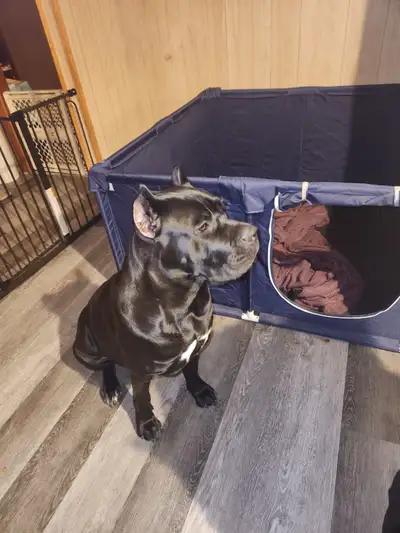 Pure breed Cane Corso female needs new home, View more