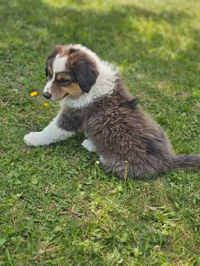 Purebred australian shepherd (standard), View more