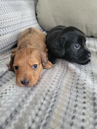 Miniature Dachshunds, View more