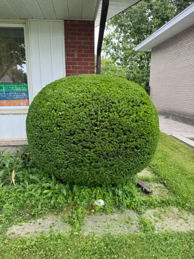 Landscaping, Fall cleanup & Hedge trimming, View more