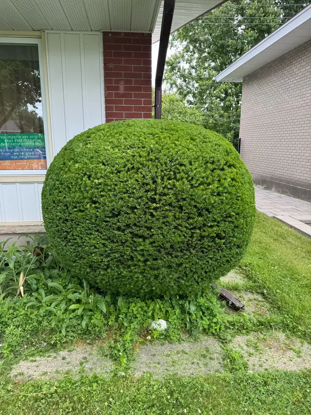 Landscaping, Yard cleanup & Hedge trimming