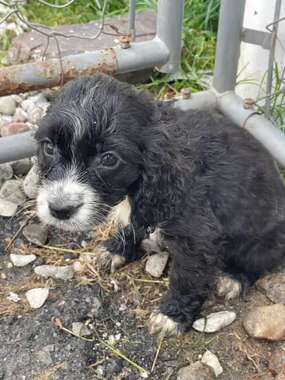 Chiot prêt à l’adoption Cocker et cocker springer