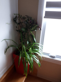 Indoorplants  , water self pots