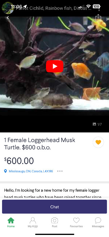 Great Small Pets rare Loggerhead Turtles Aquatic Reptiles Fish in Reptiles & Amphibians for Rehoming in Barrie - Image 4