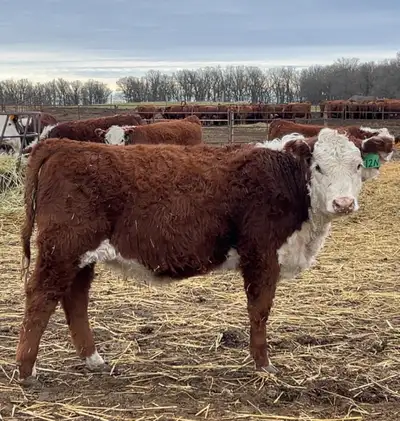 Purebred Hereford Heifers, View more