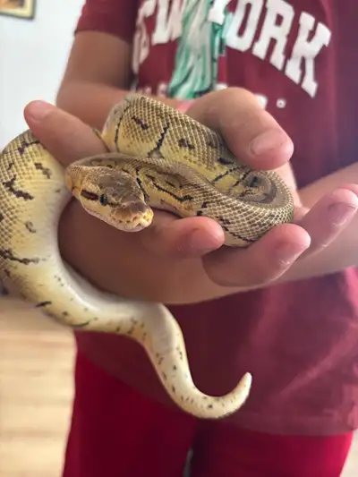 ball python and aquarium, heat pads, heat lamp and thermometer, View more