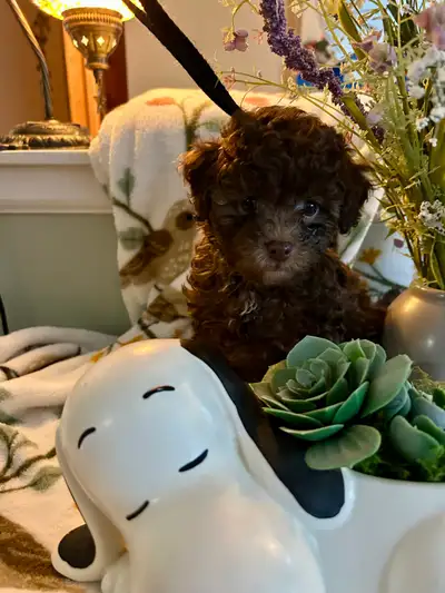 Brown Toy Poodle puppies, View more