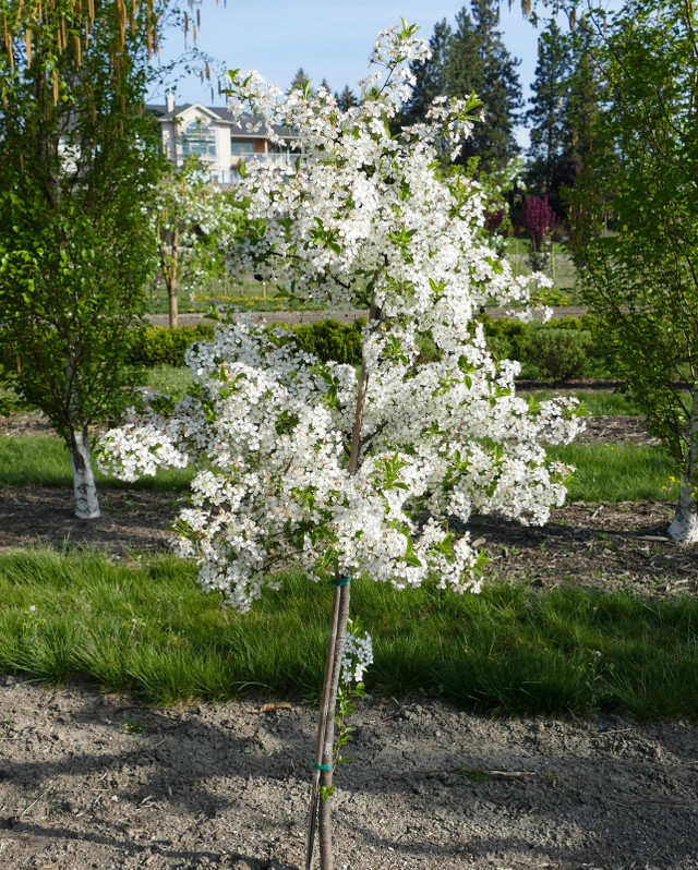 Various Fruit Trees For Sale in Plants, Fertilizer & Soil in Strathcona County - Image 2