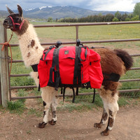 Kit complet de trecking lamas selle,sacoches de randonnée,llama