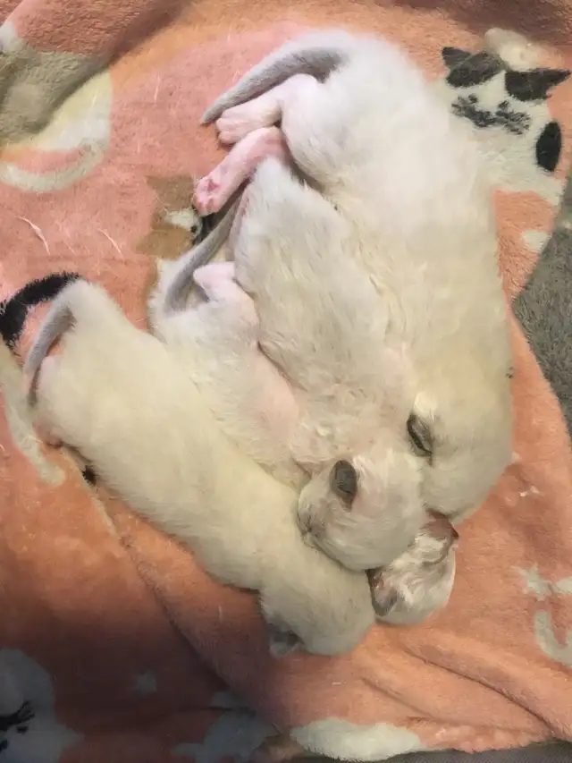 Chatons Ragdoll Certifié  Pure race