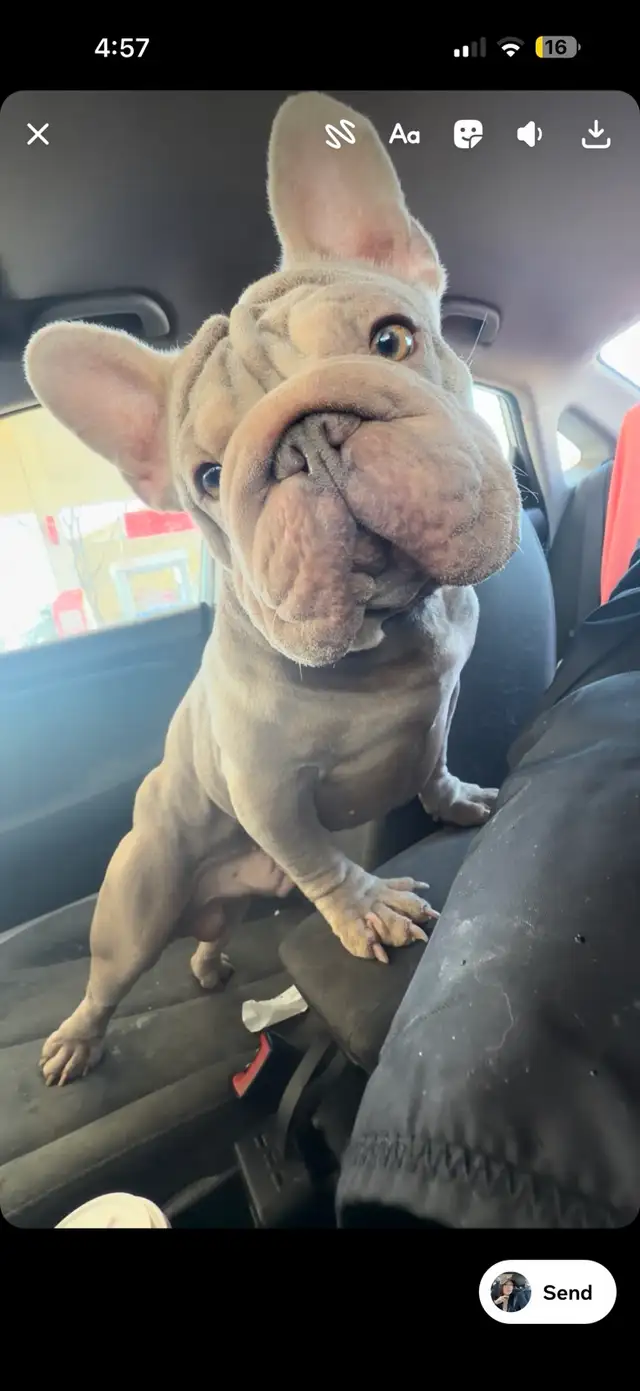 ⭐️ Velvet Isabella & Tan french bulldog - Bouledogue francais ⭐️ in Dogs & Puppies for Rehoming in Ottawa - Image 5