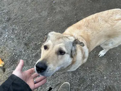 Shepard/pyranees mix, View more