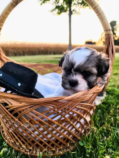 Beautiful Shih Tzu Puppies  , View more