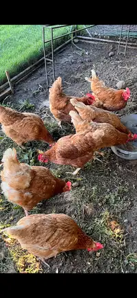5 Red sex links hens left