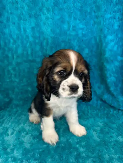 America Cocker Spaniel Puppies, View more