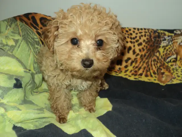 Caniche Toy, femelle abricot (rousse) in Dogs & Puppies for Rehoming in City of Montréal - Image 6