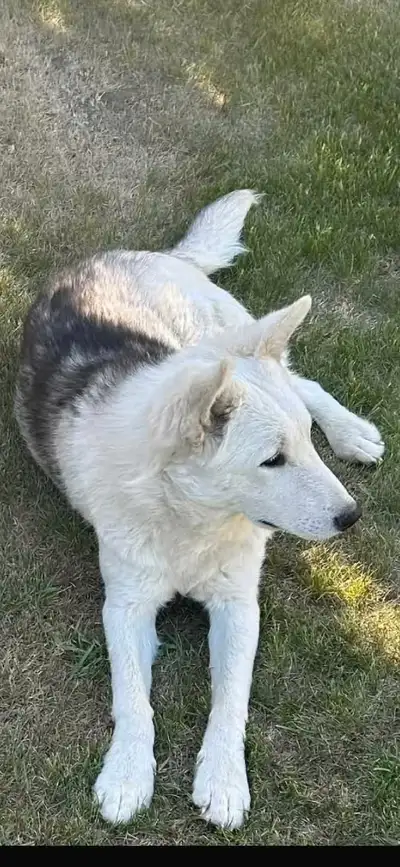 I am posting this for a friend. She took this beautiful dog in, he was abandoned at an acreage in Sa...