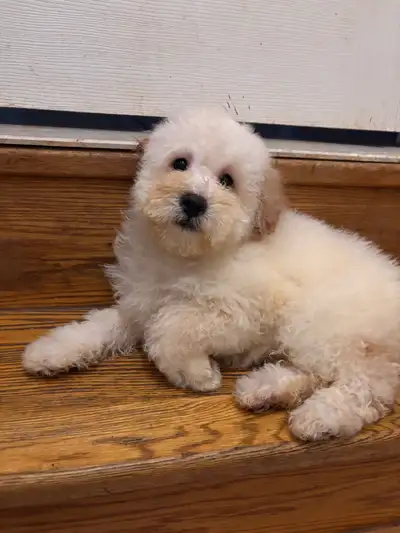 We have 1 puppy boy available. Asking $659each (no vaccination). Both parents are my pets. Mom is a...