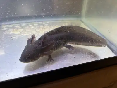 Part of the group of Axolotls I was going to keep for my self from my last egg group but I have chan...