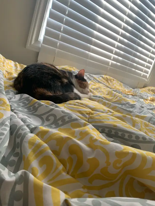 Sweet Calico Cat Looking for a Loving Home – Ottawa/Orléans